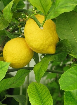 Zitrone an einem Zitrusbaum