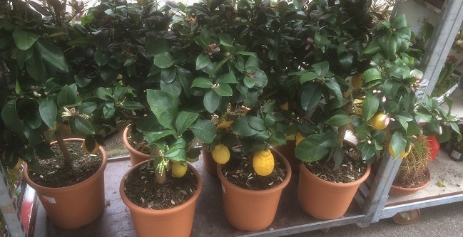 Zitronenbäume im Topf